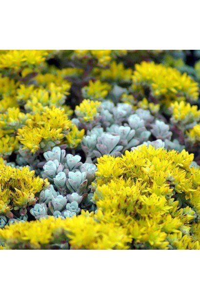 Жовті квіти очитка Cape Blanco в період цвітіння